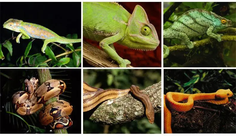 Reptile Landscaping Vine Fake Branches Rainforest