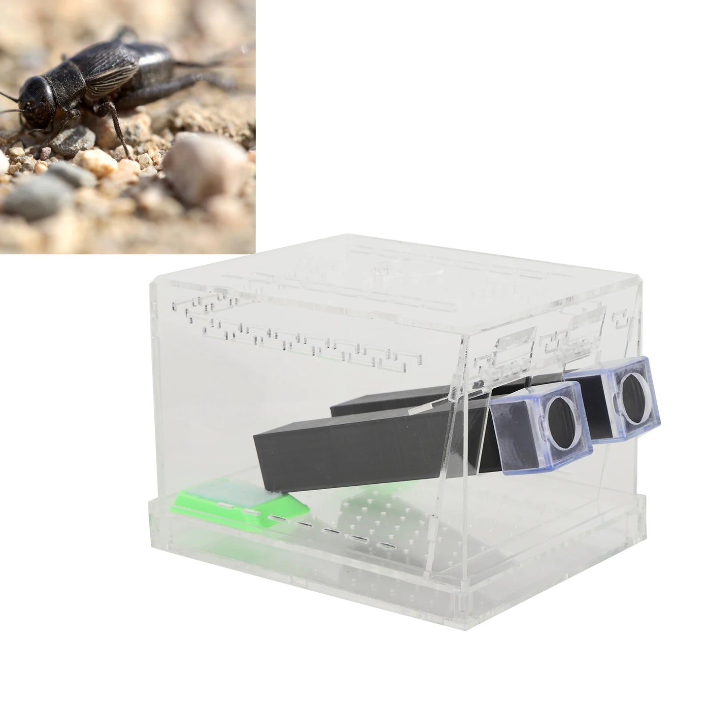 Acrylic Feeding Cricket Keeper Pen with Tubes Insect Cockroach Care Kit