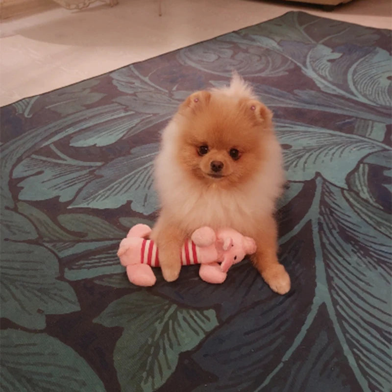Animals Shape Plush Dog Toy Bite Resistant Squeaky Toys for Small Dogs Interactive Chew Molar Toy Sound Pet Accessories