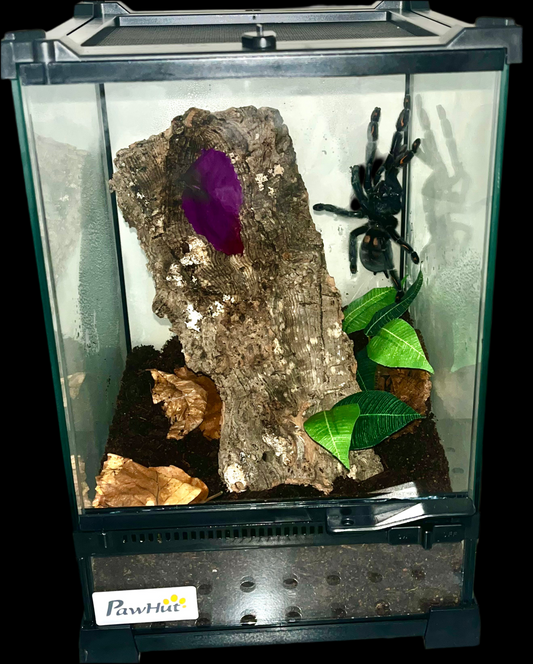 12l