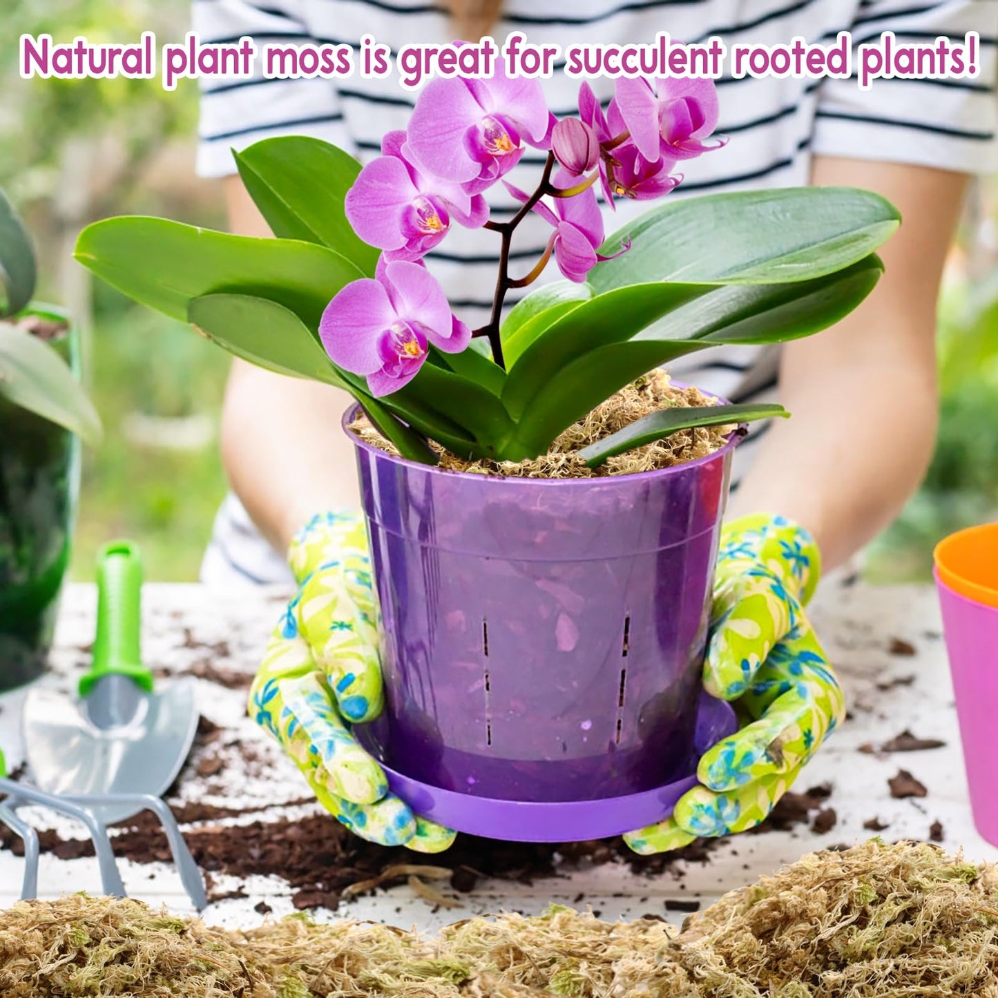 Riare 300g Natural Sphagnum Moss Dried Forest Moss Long Fibered Orchid Moss Potting Mix for Potted Plants Carnivorous Plants Moss Orchid Potting Mix,Reptile Substrate Habitat Decoration (300g)
