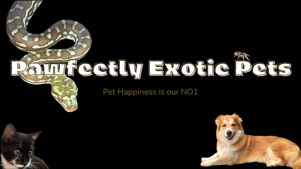 Pawfectly Exotic Pets