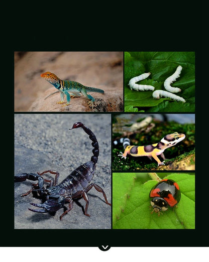 Transparent LED Light Reptile Animal Insect Pet Cage Breathable Feeding Portable Lamp Box Frog Snake ,Geckos,Inverts,spiders