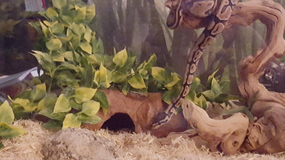 Plant Terrarium Reptile Hide Amphibian Decoration Pet Tank Hanging Leaves