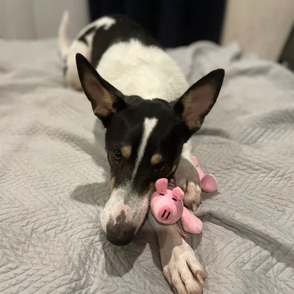 Animals Shape Plush Dog Toy Bite Resistant Squeaky Toys for Small Dogs Interactive Chew Molar Toy Sound Pet Accessories