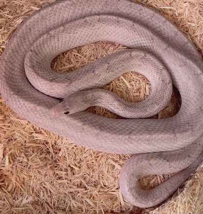 Komodo Aspen Bedding for Snakes - 12L Natural Wood Substrate for Burrowing Reptiles - Eco-Friendly & Biodegradable Free  Shipping